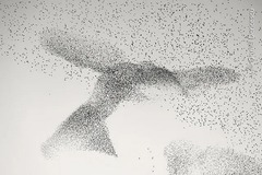 伊ローマの上空に、巨大な鳥のような影を浮かび上がらせるムクドリの大群