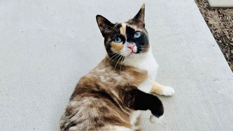 およそ１０００キロ離れたアマゾンの倉庫で見つかった猫の「ガレナ」/Courtesy Carrie Clark