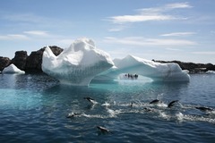 ウェッデル海（南極）　美しい氷山を背景に海面を跳ねるアデリーペンギン　 (C) Michael Nolan / age fotostock