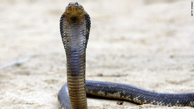エジプトコブラは猛毒を持つという
