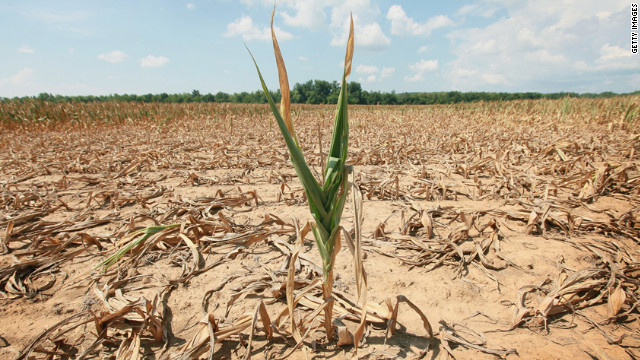干上がったトウモロコシ畑＝２０１２年７月、イリノイ州