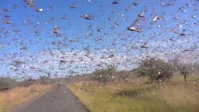 マダガスカルで発生したバッタの大群