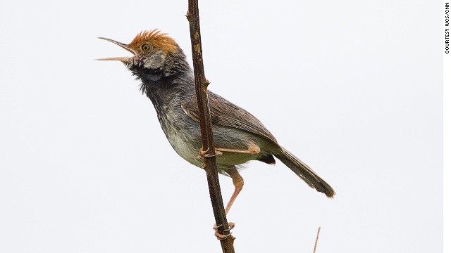 カンボジアで新種の鳥類を発見＝WCS提供
