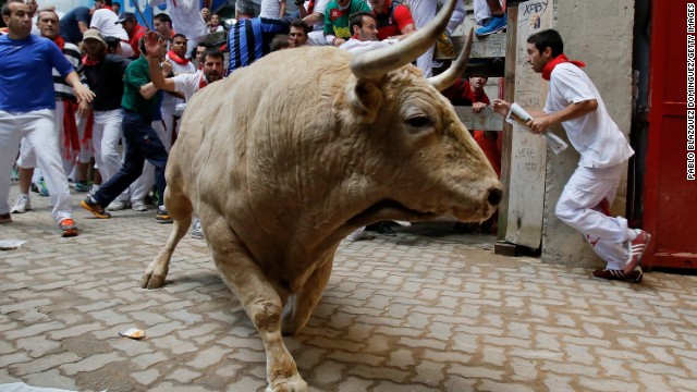 恒例の牛追い祭りが今年も開催された
