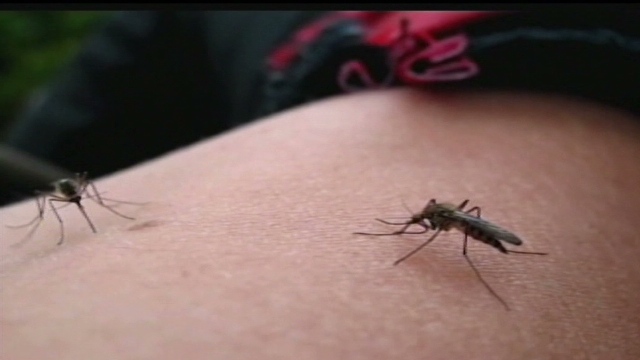 デング熱はウイルスを持った蚊に刺されて感染する