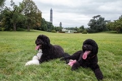 ボー（左）とサニー。ホワイトハウスの芝の上で　写真＝ホワイトハウス
