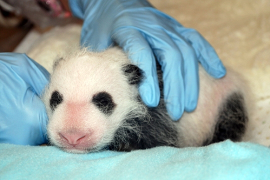 元気に育つパンダの赤ちゃん＝スミソニアン国立動物園提供