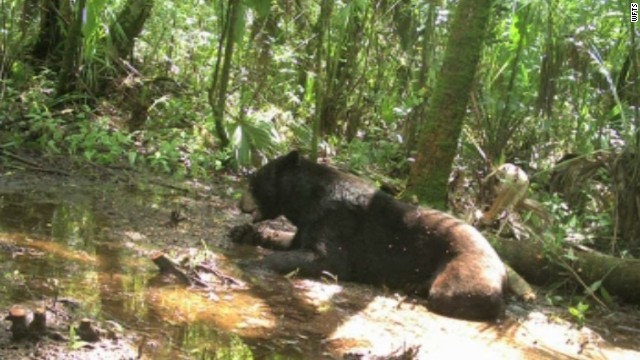 野生のクマへの餌やりで８１歳の女性が逮捕された
