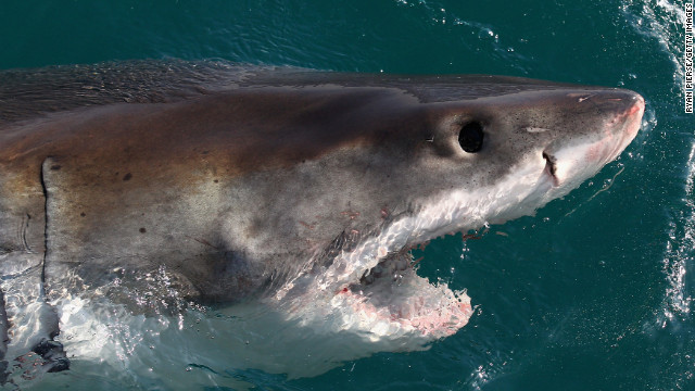 世界でサメ襲撃による死者が増加