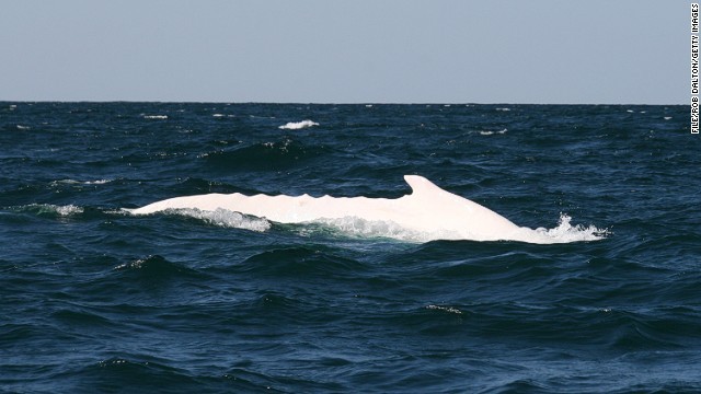 アガベ　白鯨　8月2日撮影