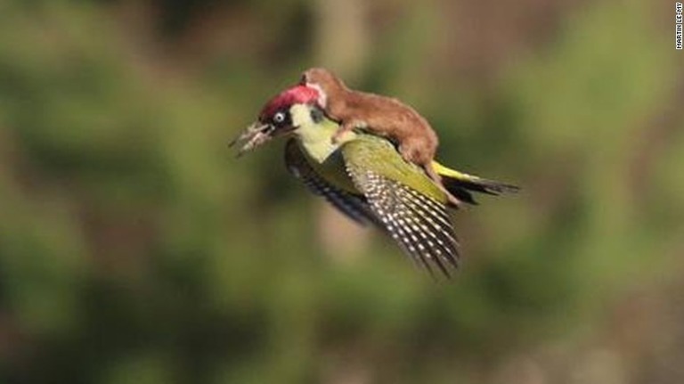 マーティン・ルメイさんが２日にエセックスで撮影したアオゲラの背に乗って飛ぶイタチ