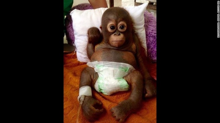 救出されたオランウータンの赤ちゃん