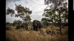 南アフリカのクルーガー国立公園ではゾウのほか、水牛、ヒョウ、ライオン、サイなどが見られる