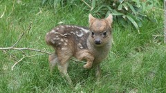 世界最小種の鹿「プーズー」の子ども＝JULIE LARSEN MAHER/WILDLIFE CONSERVATION SOCIETY