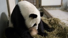 アトランタ動物園のパンダ「ランラン」は双子を産んだ＝同園