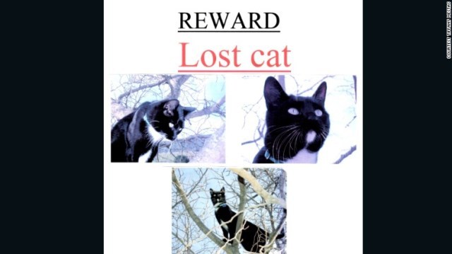 最初の飼い主はポスターを作るなどして猫を探したが見つからなかった＝ティファニー・メスタスさん