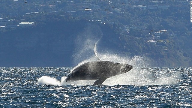 米アラスカ湾で、クジラが原因不明のまま大量死する事態が発生している