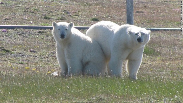 測候所がホッキョクグマに「包囲」されてしまったという＝ＷＷＦ