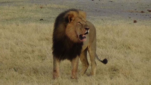 殺されたライオンの「セシル」