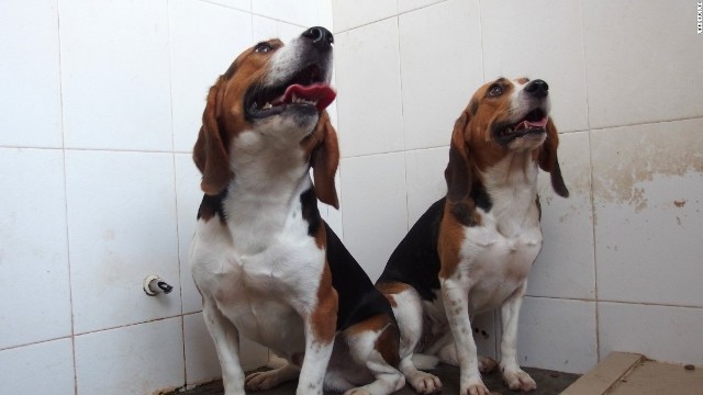 遺伝子操作で脚の筋肉が著しく発達した２匹のビーグル犬＝COURTESY OF LIANGXUE LAI