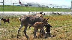 米シカゴのオヘア空港では、雑草の除去にヤギやヒツジ、ラマ、ロバ、アルパカなど４０頭以上の草食動物を利用している＝シカゴ航空局提供