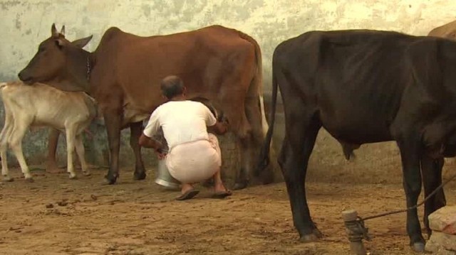 インドで圧倒的な多数派を占めるヒンドゥー教は牛を神聖視している