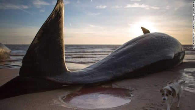 リンカンシャー州スケグネスの海岸に３頭のマッコウクジラの死骸が打ち上げられた