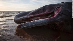 専門家はクジラがえさを追い求めて浅瀬に迷い込んだと見ている