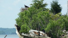 ミサゴやハクトウワシのような希少種の鳥が船上に巣を作って生息している