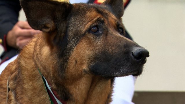 ディキン勲章を授与されたジャーマンシェパード犬のルッカ