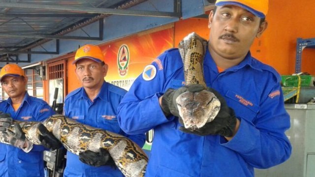 巨大なヘビは今月上旬に発見され捕獲されていた＝マレーシア当局