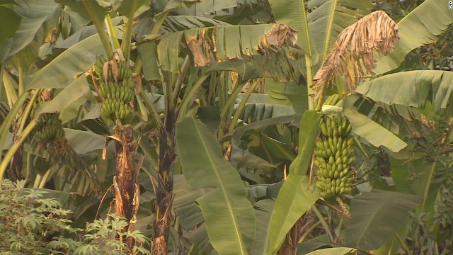 バナナ生産への依存度が高い途上国の経済は、病気の流行で大きな打撃を被る