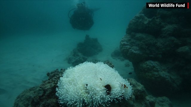 海水温の上昇により、サンゴ礁の白化被害が深刻化＝World Wildlife Fund