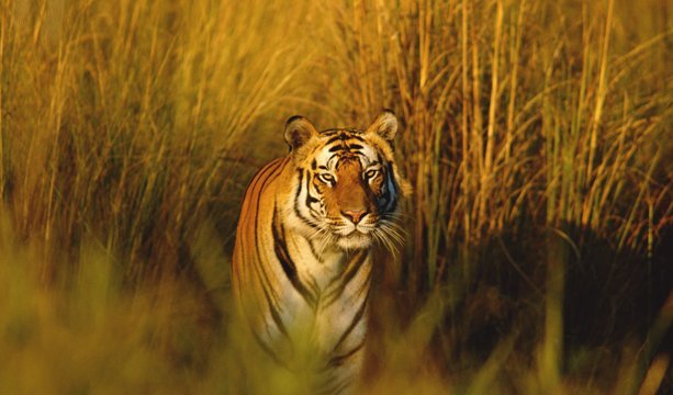 トラと触れ合えることで人気のタイの寺院を当局が捜索＝World Wildlife Fund