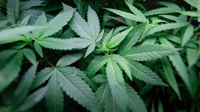 米麻薬取締局はマリフアナの規制緩和を否定した