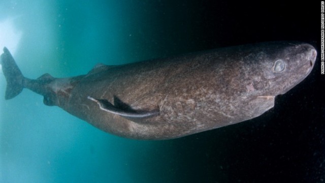 脊椎動物の中で最も寿命が長いとみられるニシオンデンザメ