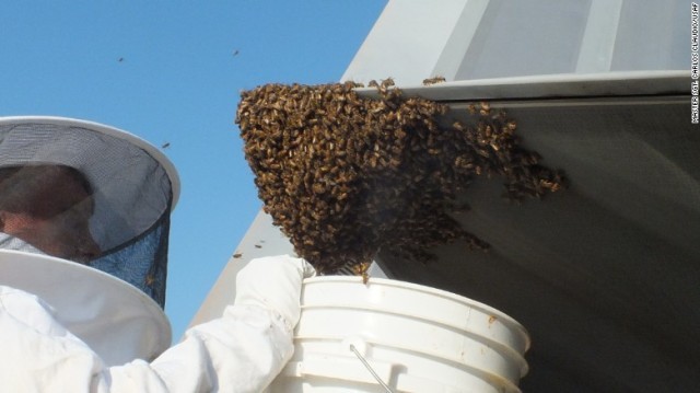 地元の養蜂家がハチを除去