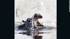 オカバンゴ・デルタで水中から姿を現したカバ