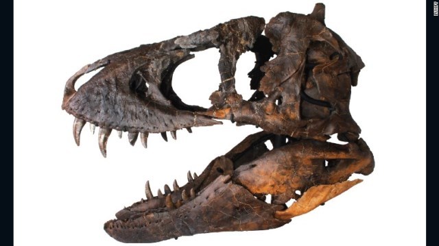 競売に出品されたティラノサウルスの頭蓋骨（ずがいこつ）