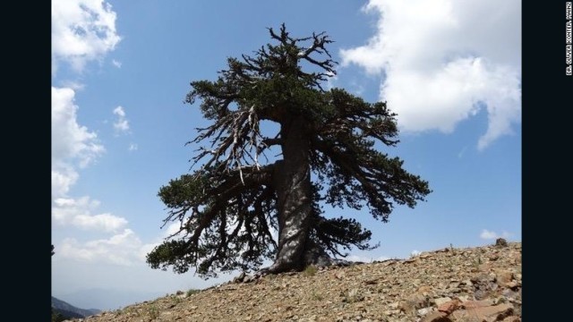 樹齢１０７５年の松の木「アドーニス」が見つかった