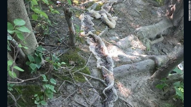 巨大なヘビの抜け殻が見つかった