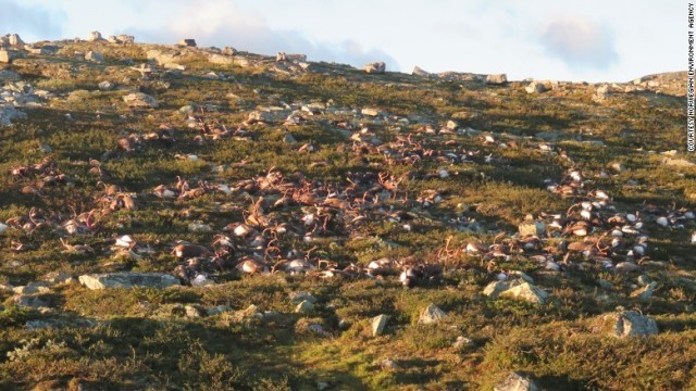 国立公園内に大量のトナカイの死骸が散乱＝ノルウェー環境保護局