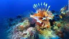 ミノカサゴは到来から数週間以内にサンゴ礁の生態系の８０～９０％を絶滅させるとの調査結果も