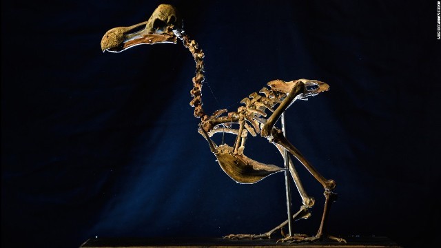 １７世紀に絶滅したドードーの全身骨格がオークションで落札された