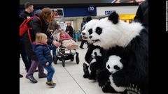 ３月１５日：英ロンドンで精巧なパンダのロボットと対面した女の子