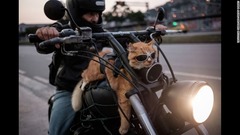 ６月１９日：ブラジル・リオデジャネイロでバイクに乗る猫。運転手の男性によれば、いつも猫を乗せているという
