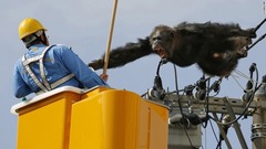 ４月１４日：日本の仙台で作業員を威嚇するチンパンジー。動物園から脱走した