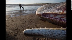 １月２５日：英イングランド・スケッグネスの海岸に打ち上げられたマッコウクジラの死骸のそばを散歩する人と犬。週末に３頭のマッコウクジラが打ち上げられていた