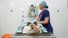 １０月７日：英ロンドンで犬に手術を行う動物看護師のローレン・エメット氏