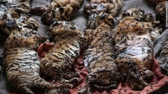 ５月３０日：タイの寺院の冷凍庫で発見された生後間もないトラの死骸